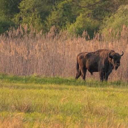 فيلا Dwor Na Otulinie Białowieża المظهر الخارجي الصورة