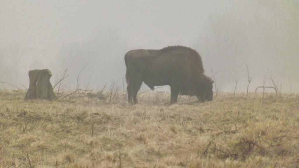 فيلا Dwor Na Otulinie Białowieża المظهر الخارجي الصورة