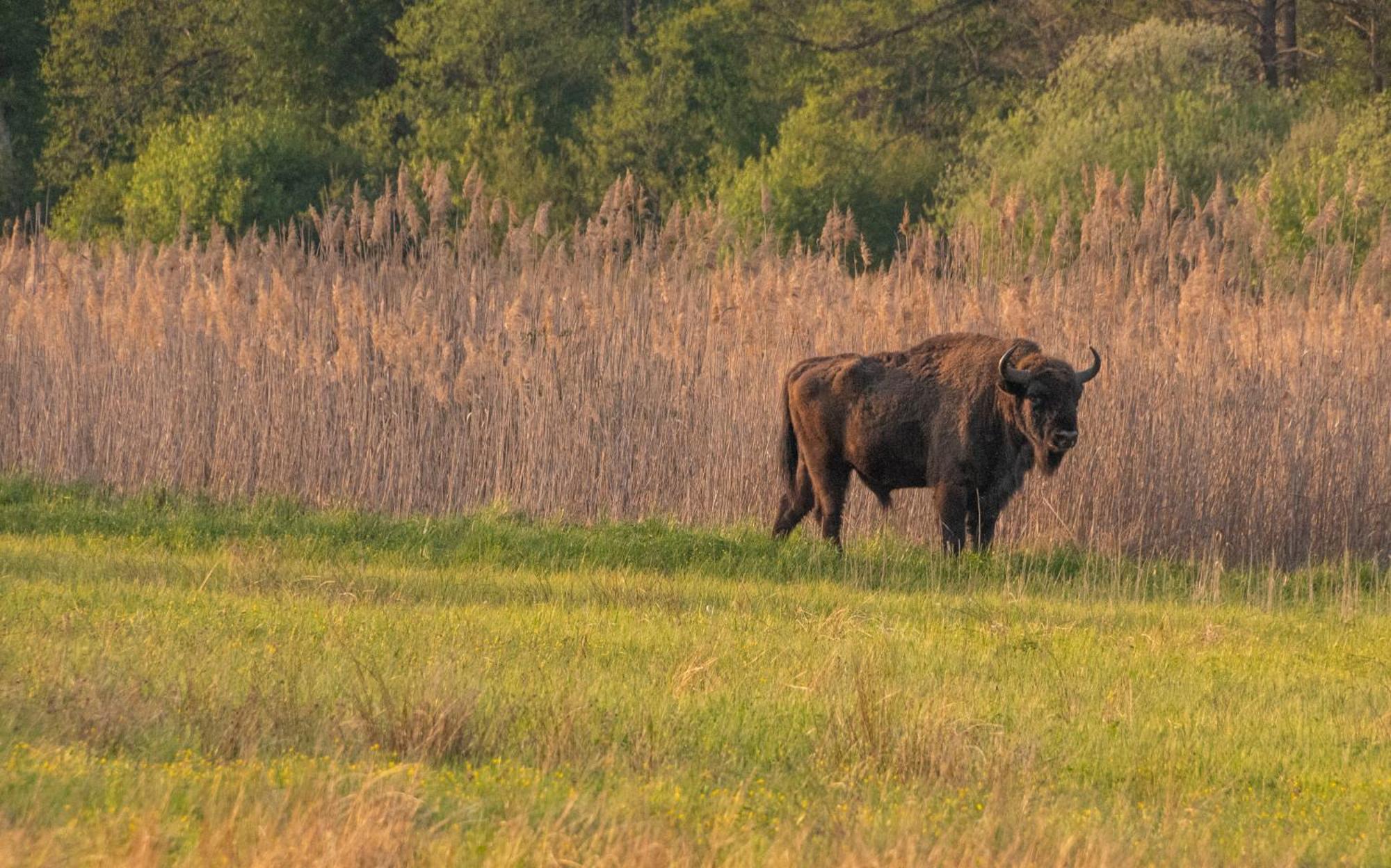 فيلا Dwor Na Otulinie Białowieża المظهر الخارجي الصورة